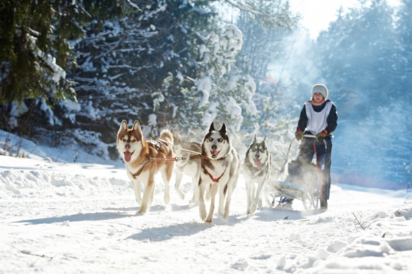 Husky-Workshop